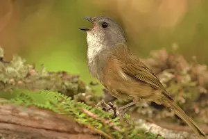 Singing Prints: Olive whistler (Pachycephala olivacea) singing, Tasmania,
Australia