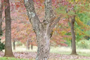 Woodpecker Prints: Olive woodpecker (Dendropicos griseocephalus) male