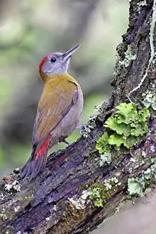 Woodpecker Prints: Olive woodpecker (Dendropicos griseocephalus) male