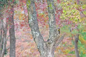 Trunk Prints: Olive woodpecker (Dendropicos griseocephalus) male on tree trunk