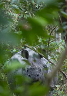 2019 April Highlights Collection: One-horned Asian rhinoceros (Rhinoceros unicornis), Chitwan National Park, Inner Terai lowlands