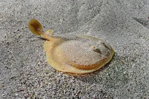 Rays Prints: Onefin electric ray (Narke capensis) resting on sandy seabed