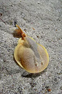 Rays Prints: Onefin electric ray (Narke capensis) resting on sandy seabed