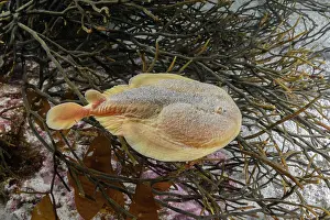 Rays Prints: Onefin electric ray (Narke capensis) swimming over seaweed