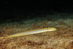 Goby Prints: Onespot wormfish (Gunnellichthys monostigma) portrait