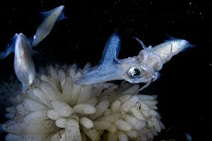 Vancouver Island Prints: Opalescent inshore squids (Doryteuthis opalescens) laying eggs