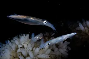 Vancouver Island Prints: Opalescent inshore squids (Doryteuthis opalescens) laying eggs