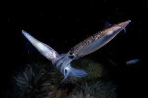 Copulation Prints: Opalescent inshore squids (Doryteuthis opalescens) pair