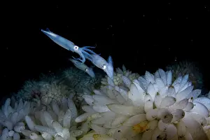 Opalescent inshore squids (Doryteuthis opalescens) pair, mating and laying eggs on ocean floor, Vancouver Island, British Columbia, Canada, Pacific Ocean