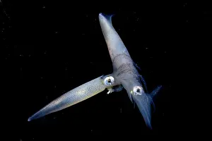 Copulation Prints: Opalescent inshore squids (Doryteuthis opalescens) pair