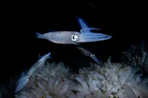 Vancouver Island Prints: Opalescent inshore squids (Doryteuthis opalescens) swimming over eggs