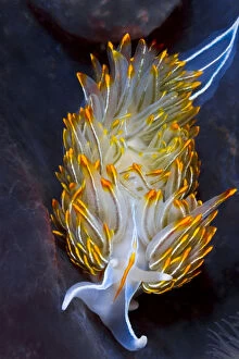 Opalescent nudibranch (Hermissenda crassicornis) preys upon stinging hydroids