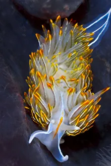North Pacific Prints: Opalescent nudibranch (Hermissenda crassicornis) preys upon stinging hydroids
