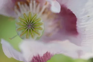 Images Dated 8th June 2016: Opium Poppy (Papaver somniferum) on flower. Sierra de Grazalema Natural Park, southern Spain, June