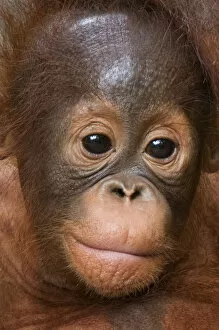 Orang utan baby (Pongo pygmaeus) head portrait, Semengoh Nature reserve, Sarawak