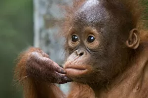 Orang utan baby (Pongo pygmaeus) head portrait, holding fingers to mouth, Semengoh Nature reserve
