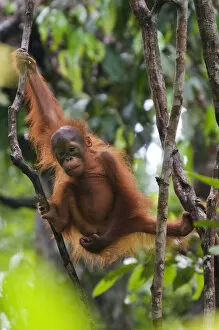 Images Dated 2nd June 2010: Orang utan (Pongo pygmaeus) baby climbing in branches of tree, Semengoh Nature reserve