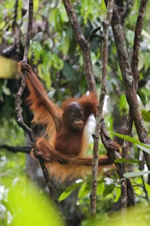 Orangutans Collection: Orang utan (Pongo pygmaeus) baby climbing in branches of tree, Semengoh Nature reserve