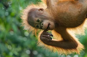Images Dated 3rd June 2010: Orang utan (Pongo pygmaeus) baby hanging from trees, and chewing on fingers, Semengoh