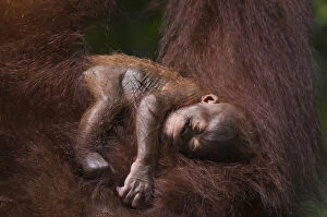 Orang utan (Pongo pygmaeus) baby sleeping in the arms of an adult, Semengoh Nature reserve