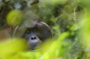 Orangutans Collection: Orang utan (Pongo pygmaeus) head portrait of dominant male Richie, Semengoh Nature reserve