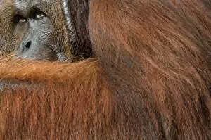 Orangutans Collection: Orang utan (Pongo pygmaeus) head portrait of dominant male called Richie, Semengoh Nature reserve