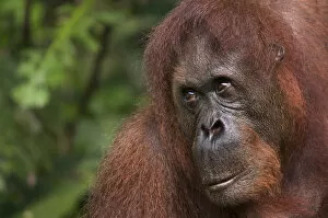 Orangutans Collection: Orang utan (Pongo pygmaeus) head portrait, Semengoh Nature reserve, Sarawak, Borneo