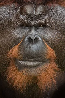 Orangutan Prints: Orang utan (Pongo pygmaeus) head portrait of dominant male called Aman