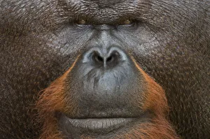 Orang utan (Pongo pygmaeus) head portrait of dominant male called Aman