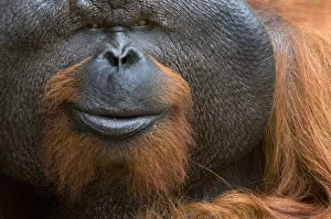 Orangutan Prints: Orang utan (Pongo pygmaeus) head portrait of dominant male called Aman