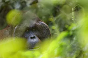 Orangutan Prints: Orang utan (Pongo pygmaeus) head portrait of dominant male Richie, Semengoh Nature reserve