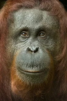Orangutans Collection: Orang utan (Pongo pygmaeus) head portrait of female, Semengoh Nature reserve, Sarawak