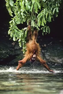 Orang-Utan (Pongo pygmaeus) lowering itself from a branch head-first into water