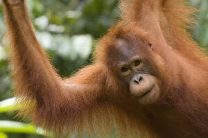 Orangutans Collection: Orang utan (Pongo pygmaeus) portrait, Semengoh Nature reserve, Sarawak, Borneo, Malaysia