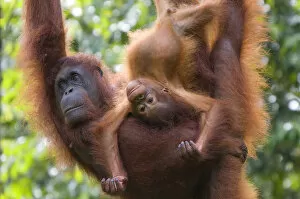 Orangutans Collection: Orang utan (Pongo pygmaeus) portrait of mother and baby, Semengoh Nature reserve