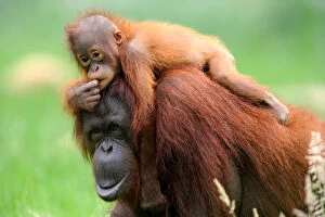 Orangutans Collection: Orang utan (Pongo pygmaeus pygmaeus) mother with baby climbing on her back, occurs in Borneo