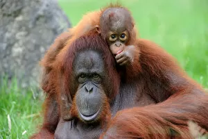 Orangutans Collection: Orang utan (Pongo pygmaeus pygmaeus) portrait of mother with baby, occurs in Borneo