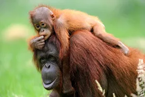 Orang utan (Pongo pygmaeus pygmaeus) mother with baby climbing on her back, occurs in Borneo