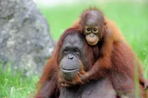 Orang utan (Pongo pygmaeus pygmaeus) portrait of mother with baby, occurs in Borneo