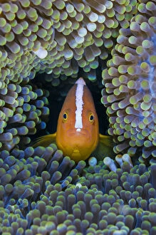 Orange anemonefish (Amphiprion sandaracinos) in its host Mertens carpet sea anemone