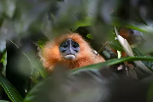 Malaysia Prints: Orange backed red langur (Presbytis rubicunda chrysea) in rainforest understorey