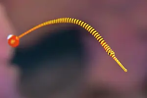 Syngnathidae Prints: Orange-banded pipefish (Doryrhamphus pessuliferus) portrait