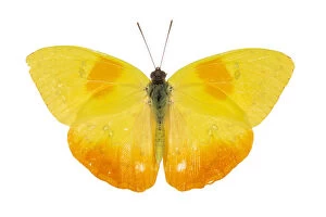 Butterflies & Moths Gallery: Orange-barred sulphur butterfly (Phoebis philea) pe. Costa Rica