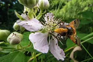 Syrphidae Prints: Orange-belted plumehorn (Volucella inflata) nectaring on bramble blossom