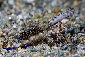 Orange and black dragonet (Dactylopus kuiteri) resting on a sandy seabed, Lembeh Strait, Indonesia, Pacific Ocean