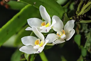 Orchids Prints: Orange blossom orchid (Sarcochilus falcatus) in flower