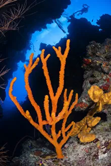 Orange branching sponge (Pilocaulis sp.) growing in a coral canyon on a reef wall
