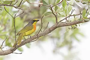Estrildid Prints: Orange-breasted bush-shrike (Telophorus sulfureopectus) perched in tree