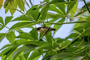 Fiji Prints: Orange-breasted myzomela (Myzomela jugularis) female