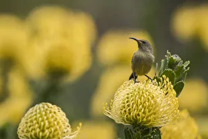 Botanical Garden Prints: Orange-breasted sunbird (Anthobaphes violacea) female on Leucospermum cordifolium